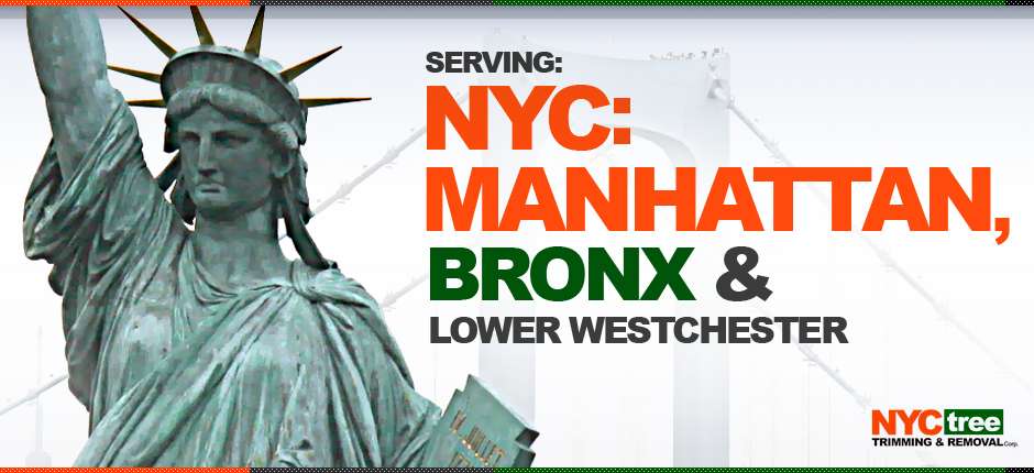 NYC-Tree-2013-Website-Slider-SERVING-new