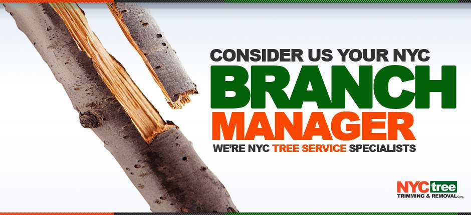 NYC-Tree-Slider-BRANCH-MANAGER