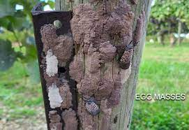 spotted lantern fly egg clusters